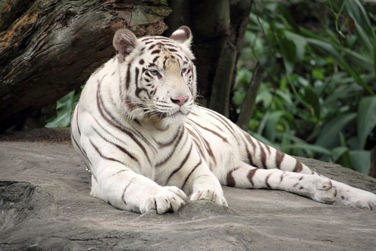 bengal-tiger-1513723_1280